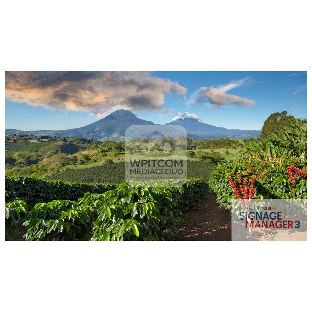 A coffee farms in the moutains