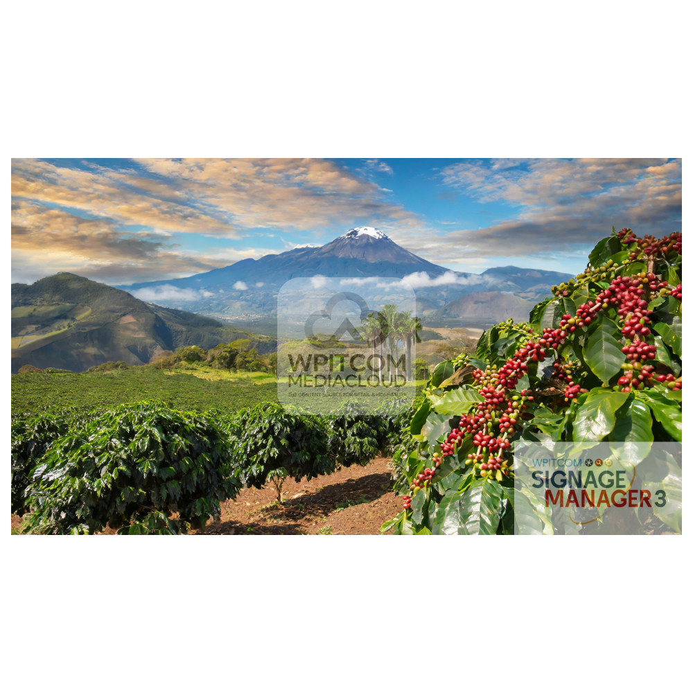 A coffee farm in the moutains