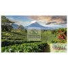 A coffee farm in the moutains