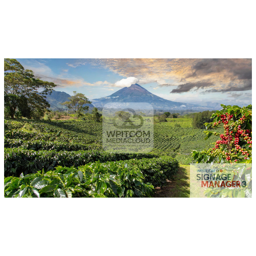 A coffee farm in the moutains
