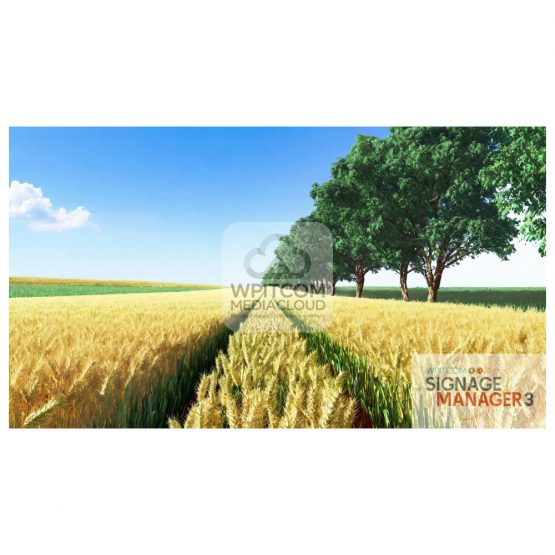 Wheat field with trees before harvest