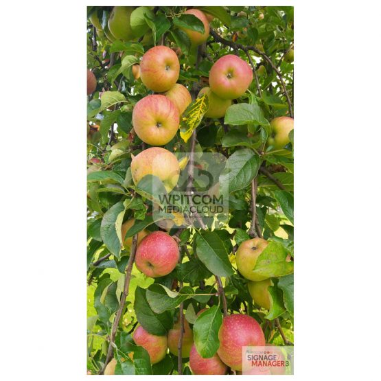 Background of apples