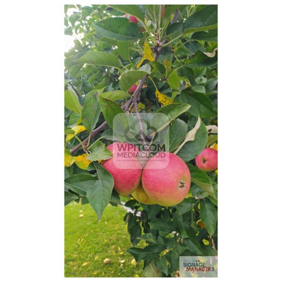 Background of apples