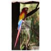 A macaw parrot in the garden