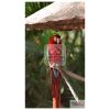 A macaw parrot in the garden