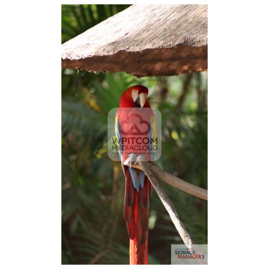 A macaw parrot in the garden