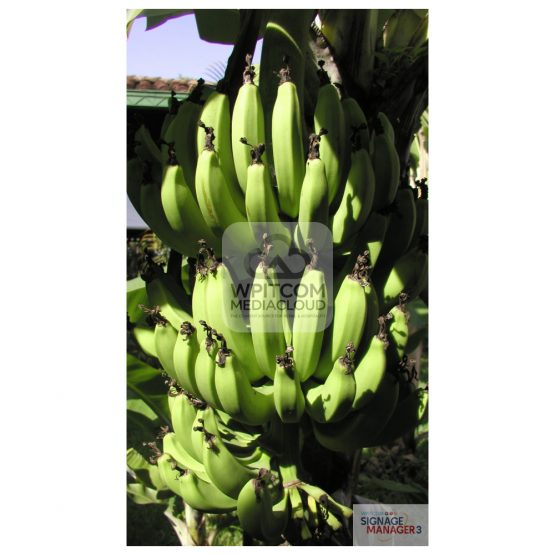 Background of bananas