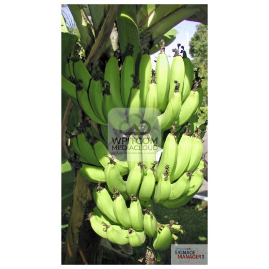 Background of Banana