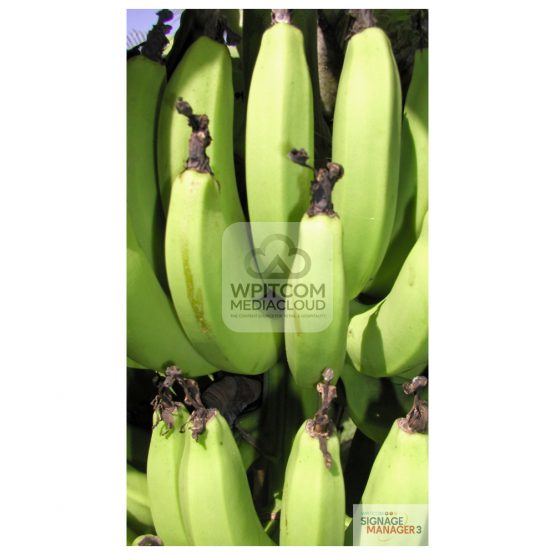 Background of bananas