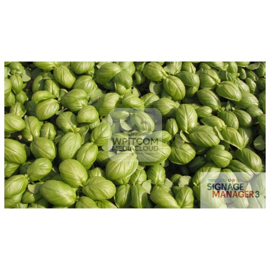 Background of Basil