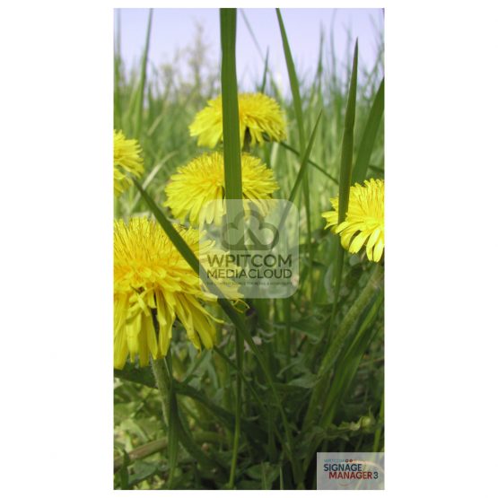 Background in fields with flowers