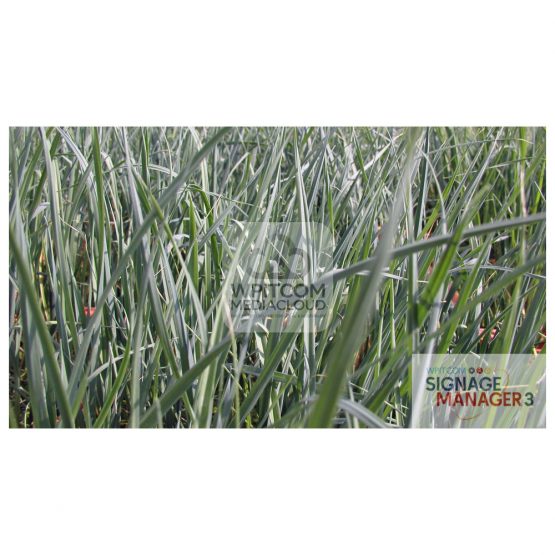 Background with grass