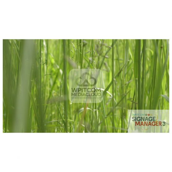Background with grass
