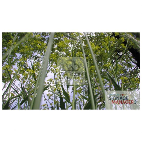 Background with field and flowers