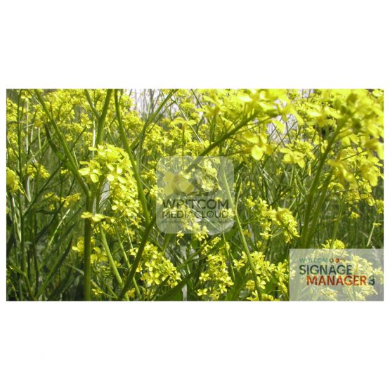 Background in fields with flowers