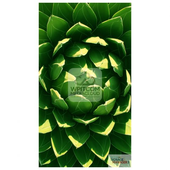 Background with green flower