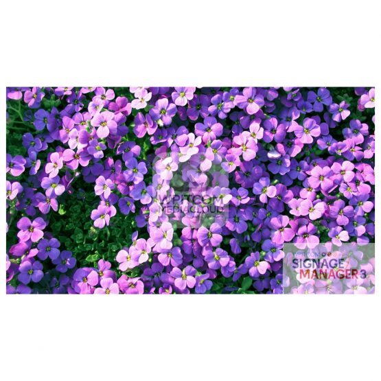 Background with pink flowers