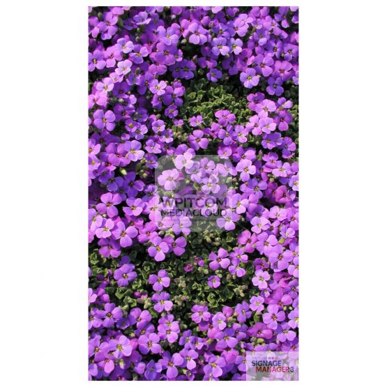 Background with pink flowers