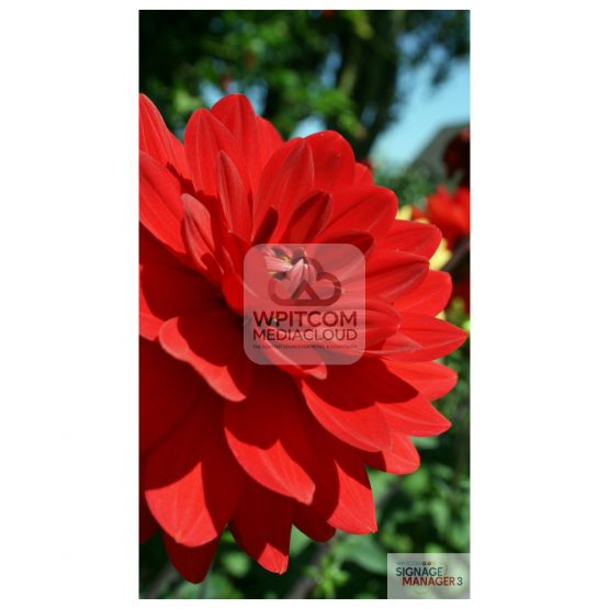 Background with red dali flowers