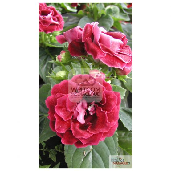 Background of red filled flowers