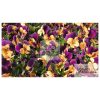 Background with pansy flowers