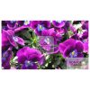 Background with pansy flowers