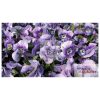Background with pansy flowers