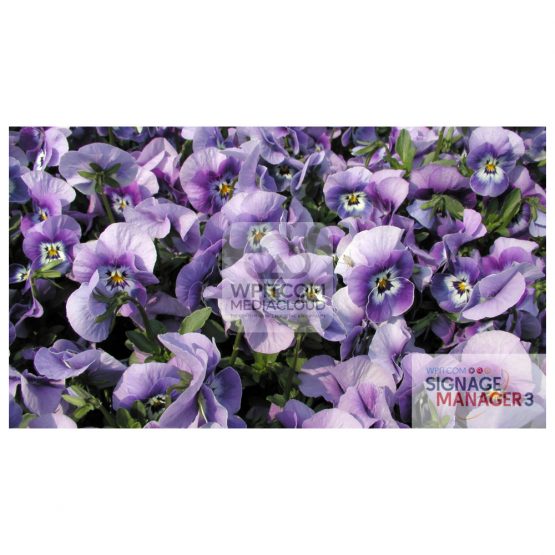 Background with pansy flowers