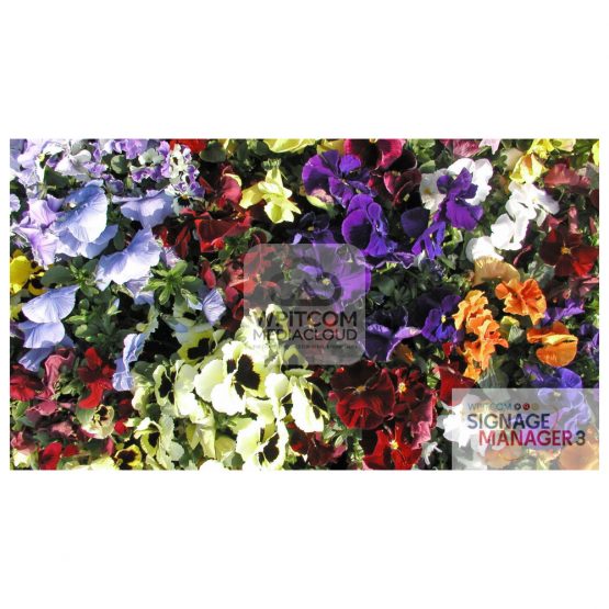 Background with pansy flowers