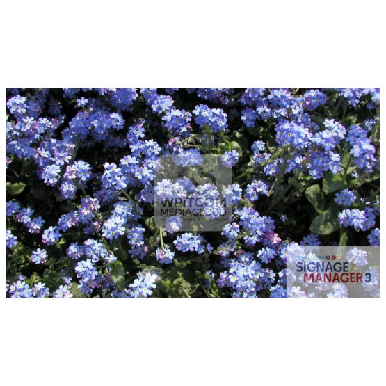 Background with lightblue flowers