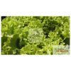 Background of lettuce endive salad
