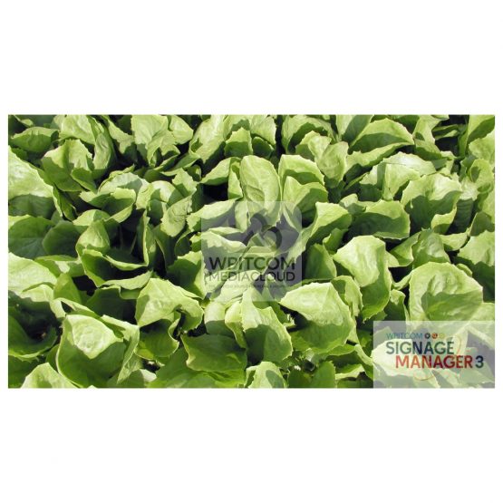 Background of lettuce salad