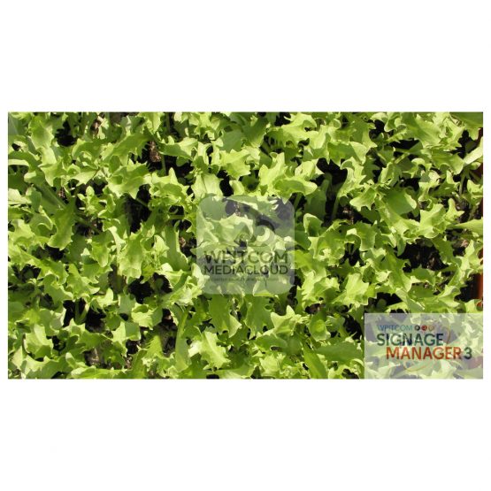 Background of lettuce salad