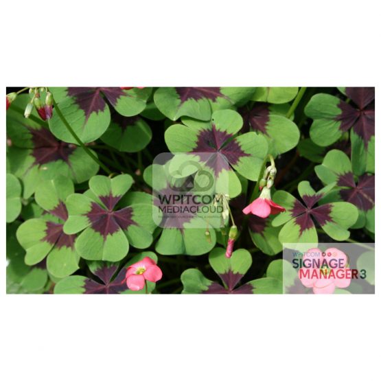 Background of green plant with four leave - lucky plant