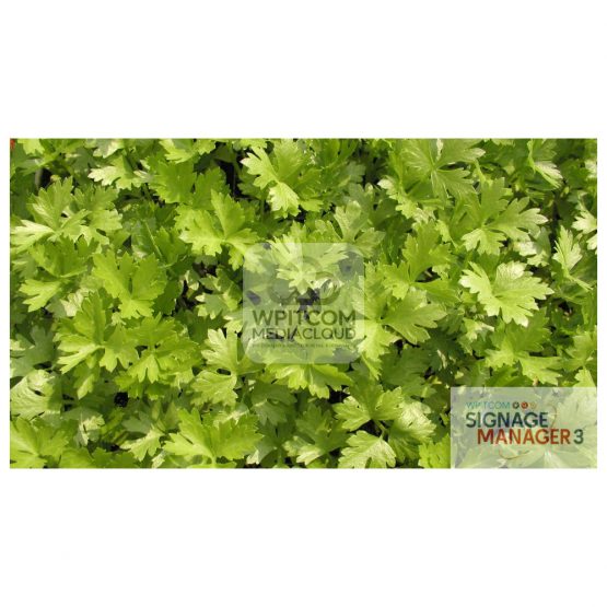 Background of Parsley