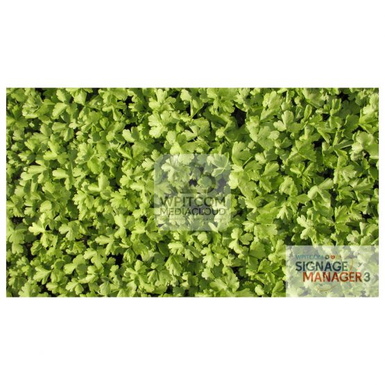 Background of Parsley