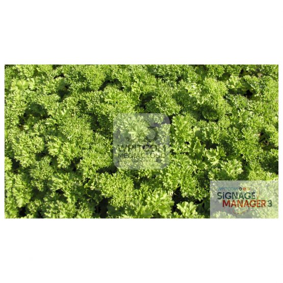 Background of Parsley
