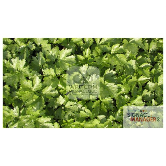 Background of Parsley
