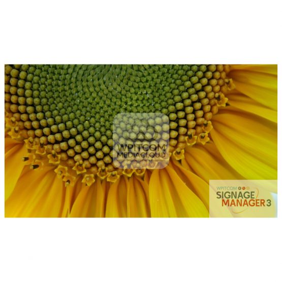Background of a sunflower