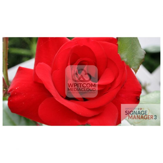 Background with red rose flower